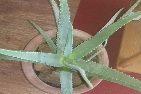 养护芦荟的注意事项有哪些呢？观赏性好吗？
