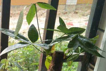 发财树如何浇水呢？浇水方法呢？