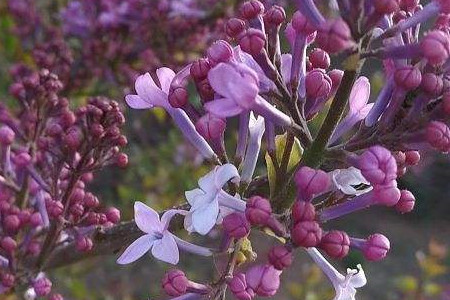 丁香花不开花怎么办呢？花期多长呢？