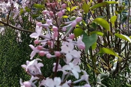 丁香花不开花怎么办呢？花期多长呢？