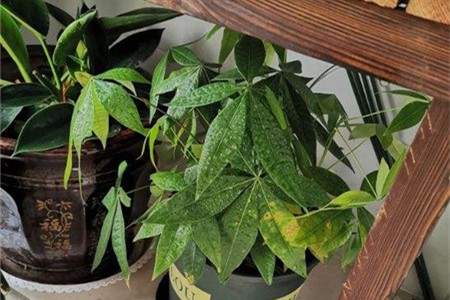 发财树如何浇水呢？浇水方法呢？