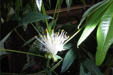 发财树是否开花呢？什么时间开花呢？