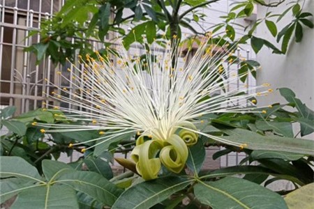 发财树是否开花呢？什么时间开花呢？