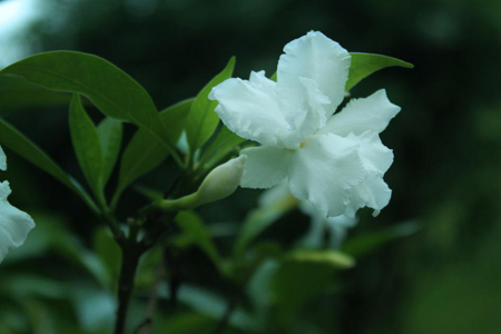 栀子花叶子发黄该如何解决呢？