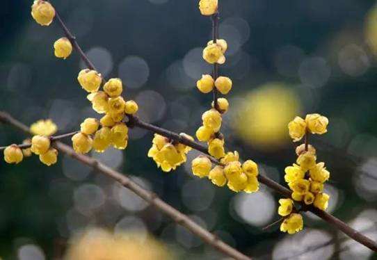 腊梅的花语是什么呢？象征是什么呢？
