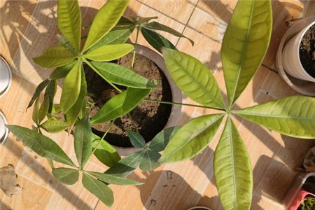发财树黄叶的原因有哪些呢？
