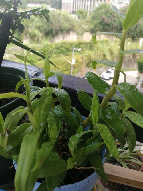 养植铁皮石斛适宜在什么样的环境，土壤配制有什么讲究？