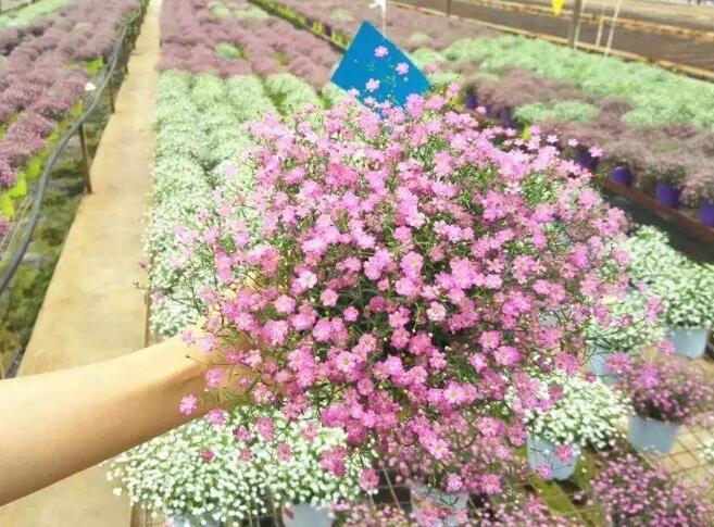 霞草盛花期一般是几月，怎样养护霞草可以适当的将花期延长？