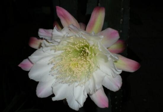 三棱箭何时会开花，花朵长什么样儿，花期是什么时候（图片欣赏）
