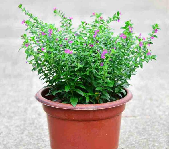 养护盆栽植物霞草有什么方式？平时的光照条件和打理方式有什么？