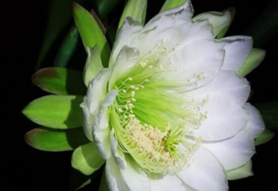 三棱箭何时会开花，花朵长什么样儿，花期是什么时候（图片欣赏）
