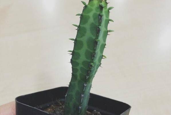 家养植物三棱箭在风水上有什么讲究，可以起到哪些效果，要怎么摆放？