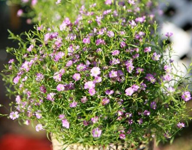 霞草植物叶子可否食用呢？霞草花花色是否会出现变色的问题？