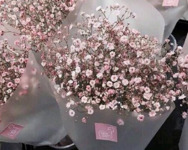 霞草有何功效与价值，观赏之余还有些药用性，主要能治疗哪些症状？