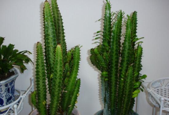 家养植物三棱箭在风水上有什么讲究，可以起到哪些效果，要怎么摆放？
