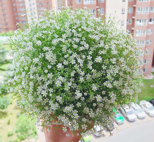 养护植物花卉霞草的叶片出现了发黄的迹象，是什么原因？更甚者者掉叶严重