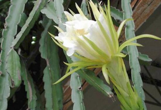 三棱箭何时会开花，花朵长什么样儿，花期是什么时候（图片欣赏）