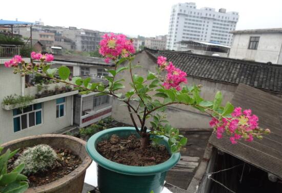 百日红主要用什么方式繁育，插枝/栽种/纤插哪个效果最佳？