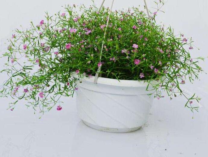 养护植物花卉霞草的叶片出现了发黄的迹象，是什么原因？更甚者者掉叶严重