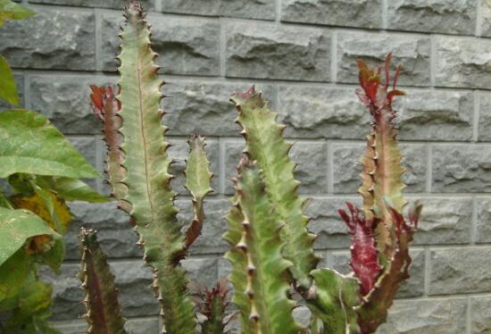 养植植物三棱箭烂根如何处理，有效肥水/拆换土壤层/剪去烂根再次插枝