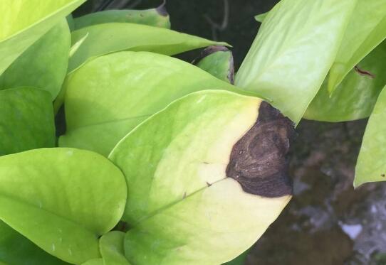 紫鸭趾草生虫了该如何，紫鸭趾草的害虫防治/常见三病一虫