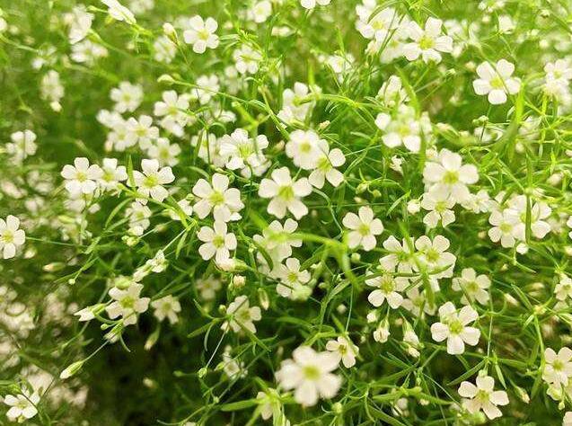 霞草植物叶子可否食用呢？霞草花花色是否会出现变色的问题？