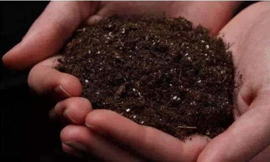 养植植物三棱箭烂根如何处理，有效肥水/拆换土壤层/剪去烂根再次插枝