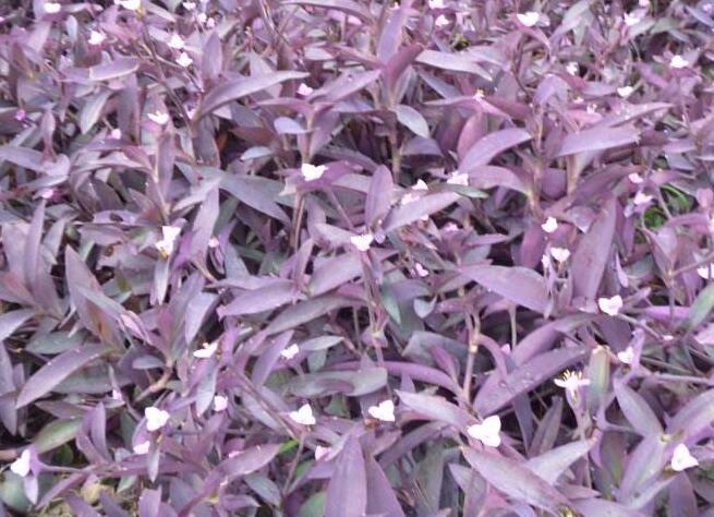 能否在房间内养植紫鸭趾草，无毒性能在房间内养植/作用绝世受青睐