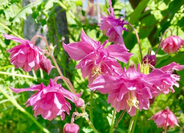 养植耧斗菜要挑选怎么样的花盆，土壤要求是什么？