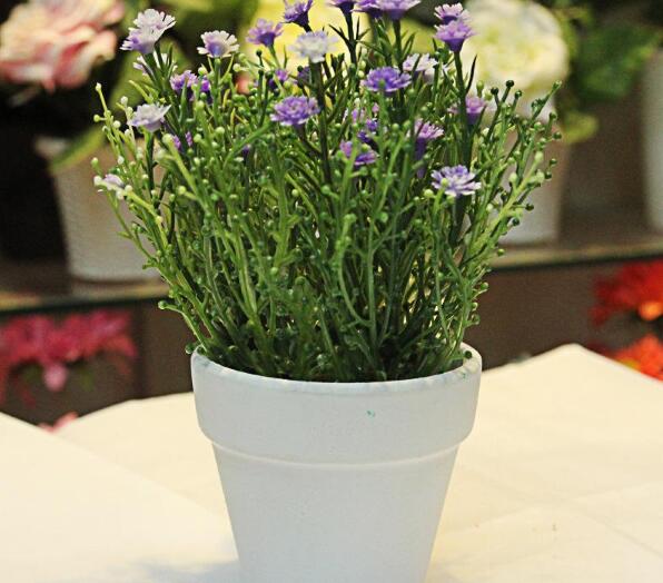 养护盆栽植物霞草有什么方式？平时的光照条件和打理方式有什么？