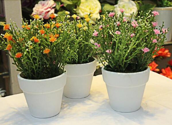 养护盆栽植物霞草有什么方式？平时的光照条件和打理方式有什么？