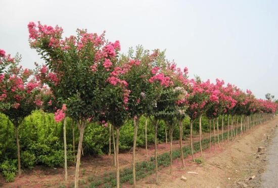 百日红有什么作用和价值，花型鲜丽观赏价值强/药用价值可清热去火