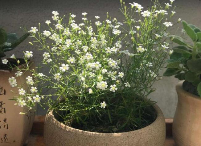 霞草盛花期一般是几月，怎样养护霞草可以适当的将花期延长？