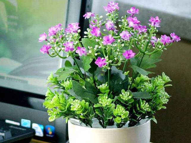 养护盆栽植物霞草有什么方式？平时的光照条件和打理方式有什么？