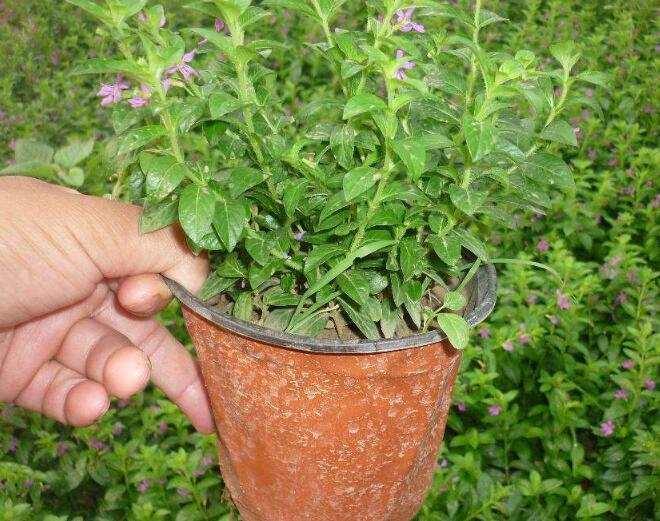 养植霞草过程中有必要做打顶措施吗，这样做有什么好处，是否有利于生长？