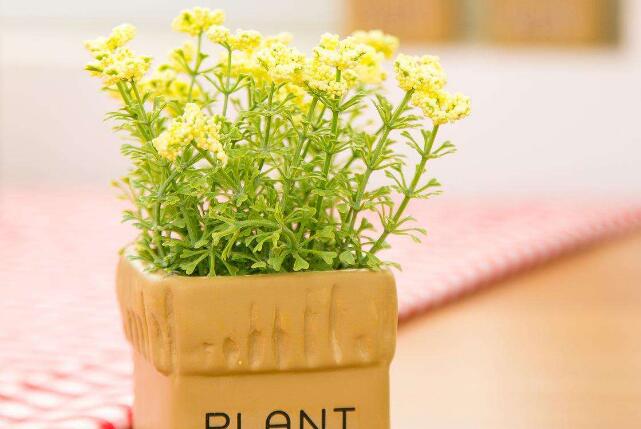 养护盆栽植物霞草有什么方式？平时的光照条件和打理方式有什么？