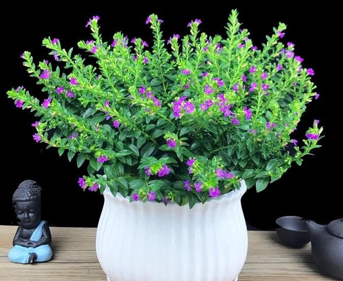 霞草植物叶子可否食用呢？霞草花花色是否会出现变色的问题？