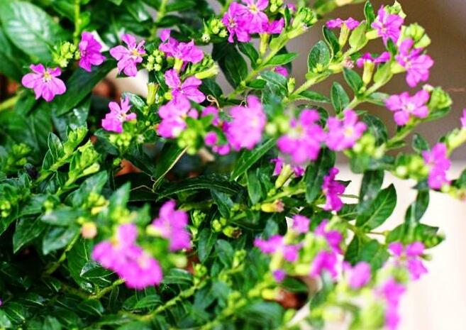 霞草植物叶子可否食用呢？霞草花花色是否会出现变色的问题？