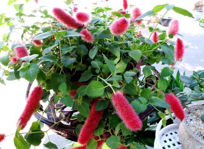 养护猫尾红常见哪些问题，怎么解决？植物对于光照和土壤的要求是什么？