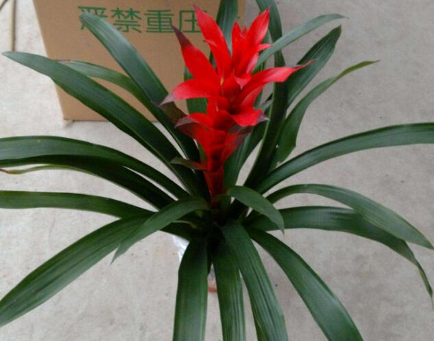  家养的红星凤梨根部出现腐烂要怎么办，主要原因是什么？