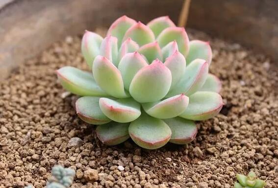 多肉植物红边月影养护方法是什么，不同季节皆有讲究要注意