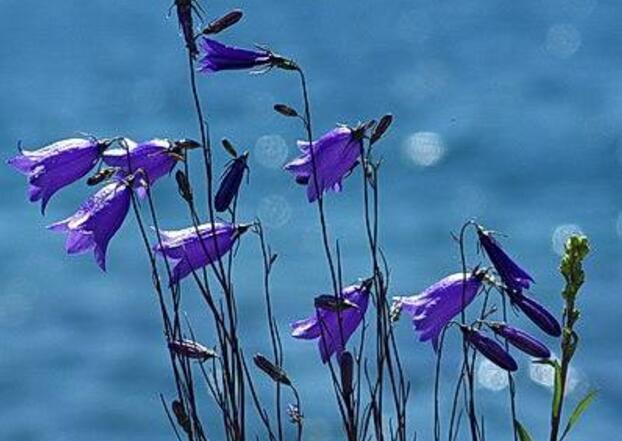 本该在盛花期的蓝铃花却不见开花，到底是什么原因？平时要多注意控制水肥