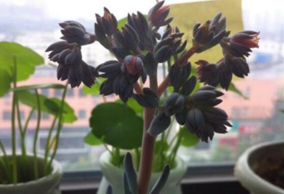 大多多肉开花时就是一个危险期，那么霜之朝这种植物开花后会死吗？
