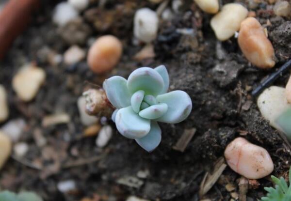 多肉霜之朝是怎样培育新的植株的，主要的繁育方式有哪些？有什么需要注意事项？