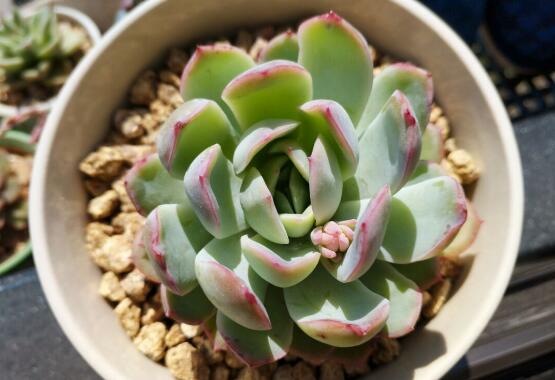 多肉植物红边月影养护方法是什么，不同季节皆有讲究要注意
