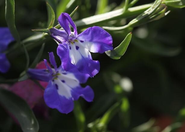 从种子挑选到消毒处理、土壤处理了解怎么种植翠蝶花