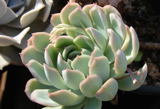 植物红边月影是否有毒性，如果在室内养植对人体有什么影响？