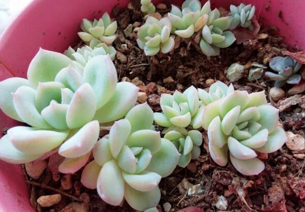 养的莎莎女王多肉叶片软软的是什么原因，平时该怎么控制光照和浇水量？