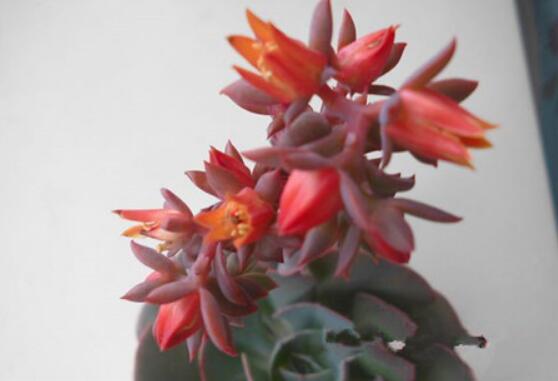 大多多肉开花时就是一个危险期，那么霜之朝这种植物开花后会死吗？