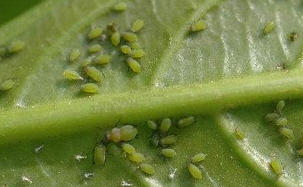 养植南庭芥时出现了虫害和根腐怎么办，平是养护的时候该怎么预防？